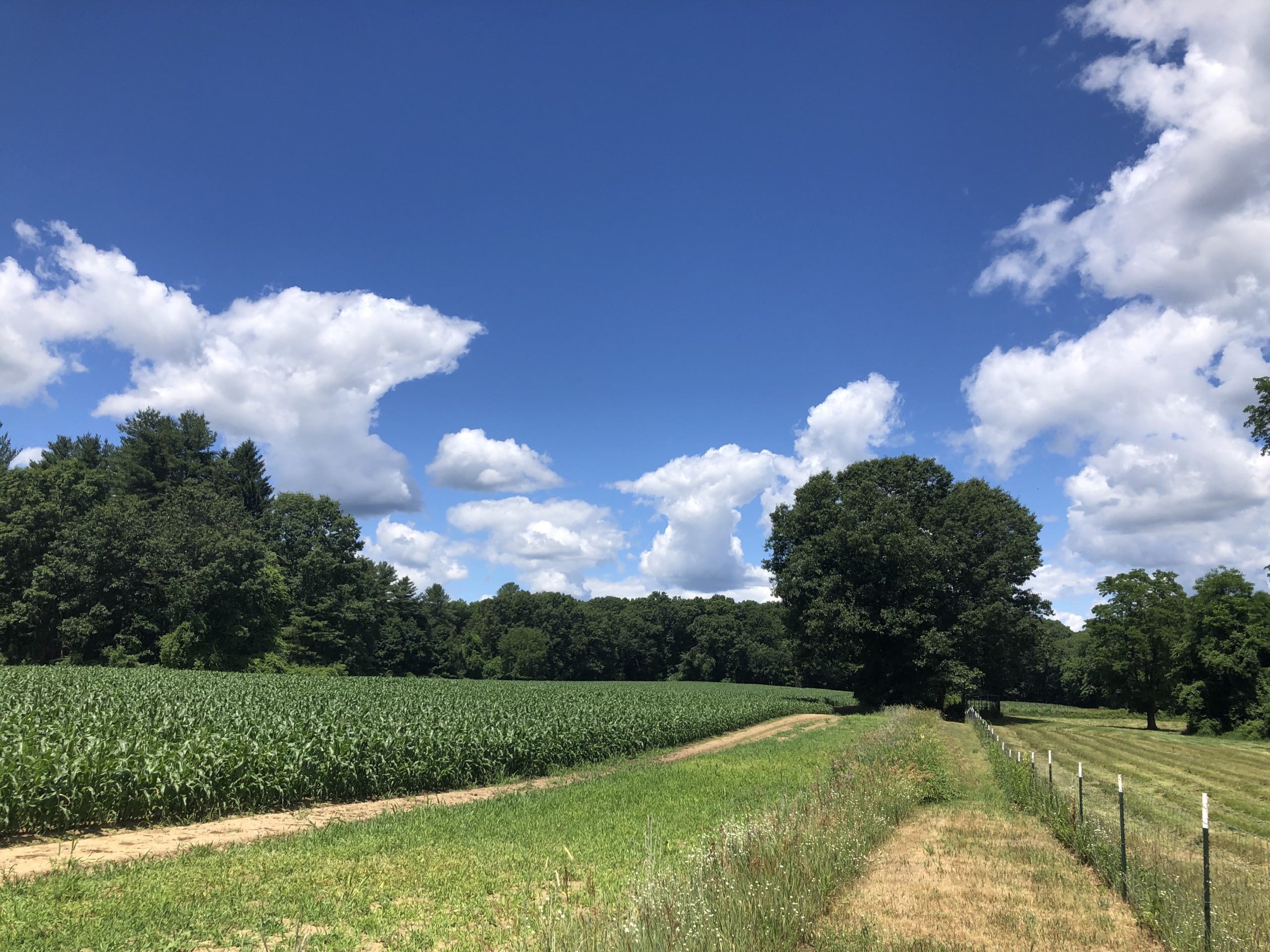 Hubbard Brook Farmfield