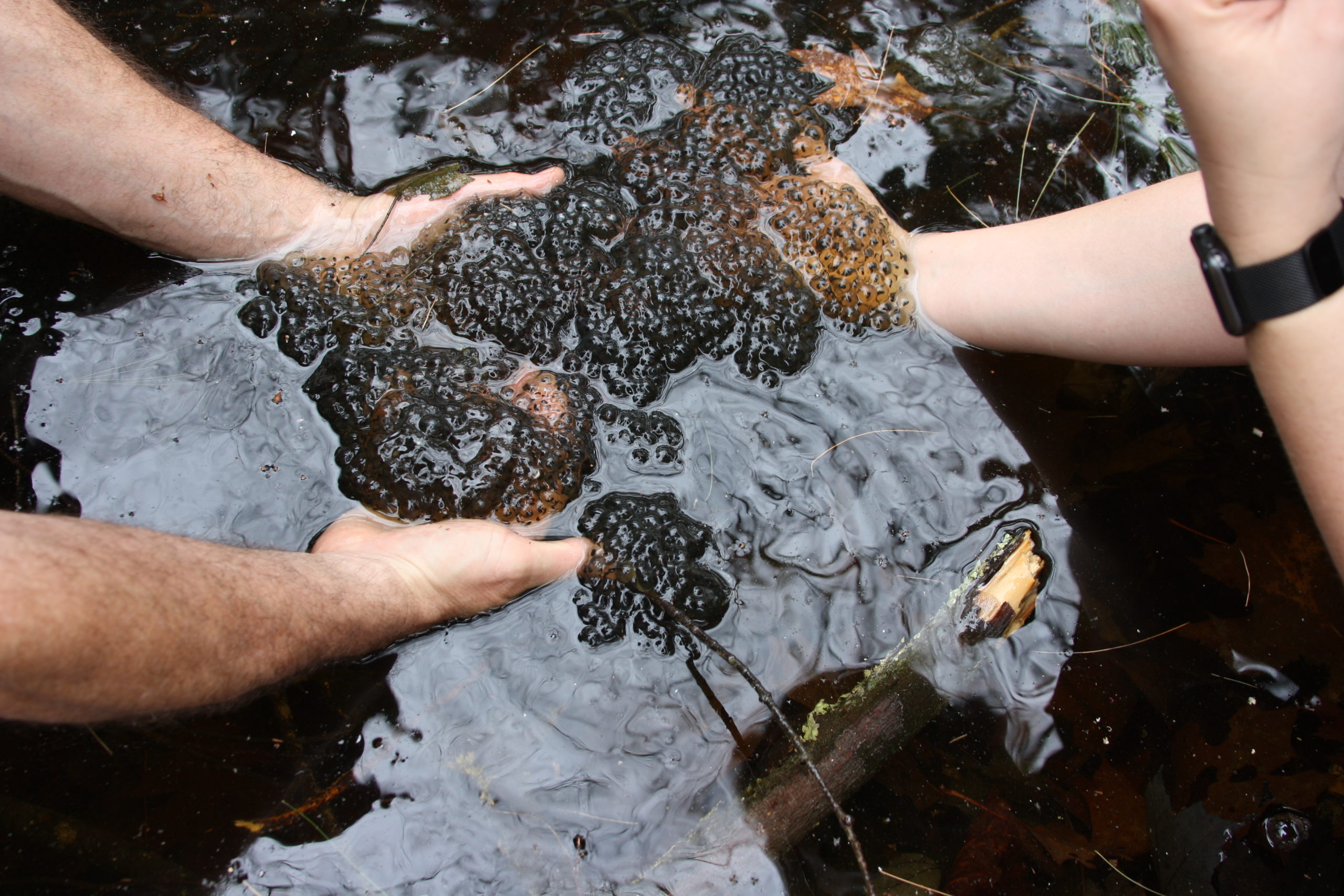 Vernal Pool at OFR
